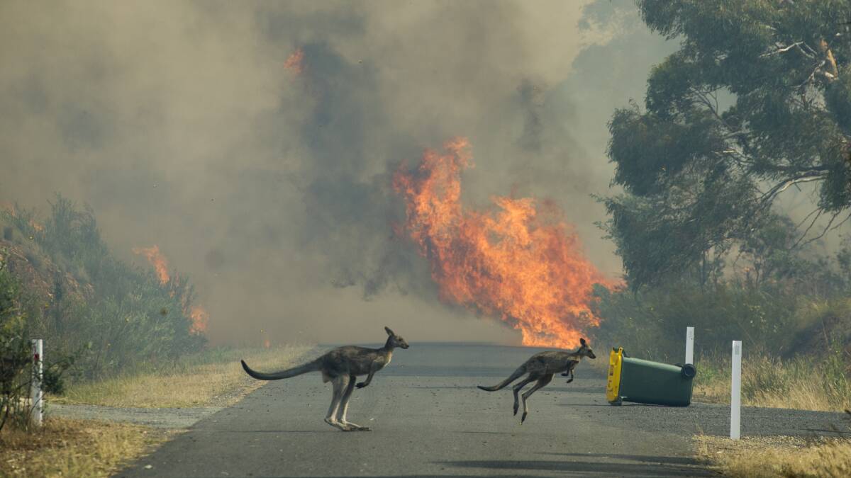 ESCAPE: Native animals fled the fire as it tore through land around them. Photo: Jay Cronan