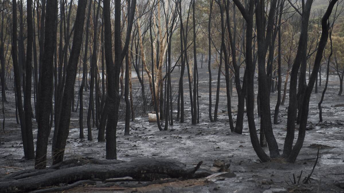 DEVASTATION: The aftermath of the Carwoola fire last week. Photo: Jay Cronan