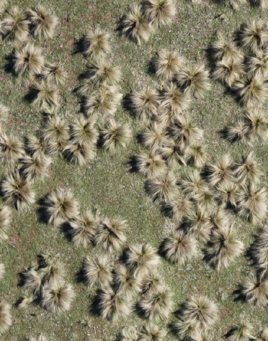 WEEDS: A drone image of serrated tussock. Photo: Supplied.