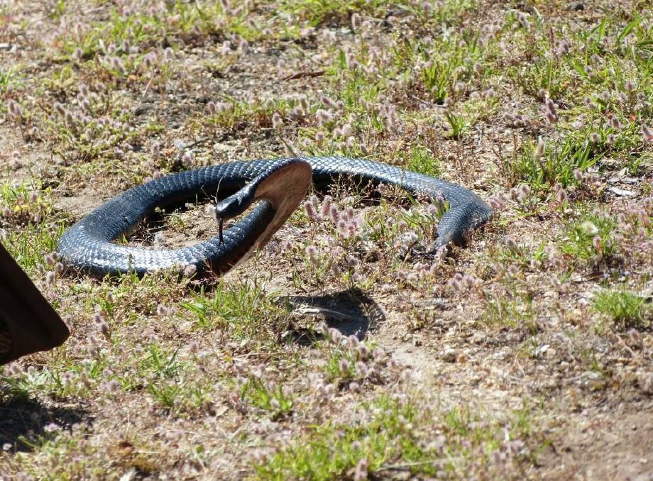 SNAKE SEASON: This black snake was caught at Googong, near the ranger station, on Saturday. Photo: Wayne Alford.