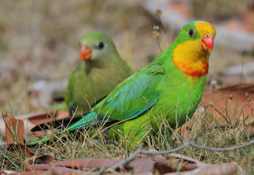 The stunning Superb parrot which can now be easily found in Gungahlin. Photo: Geoffrey Dabb