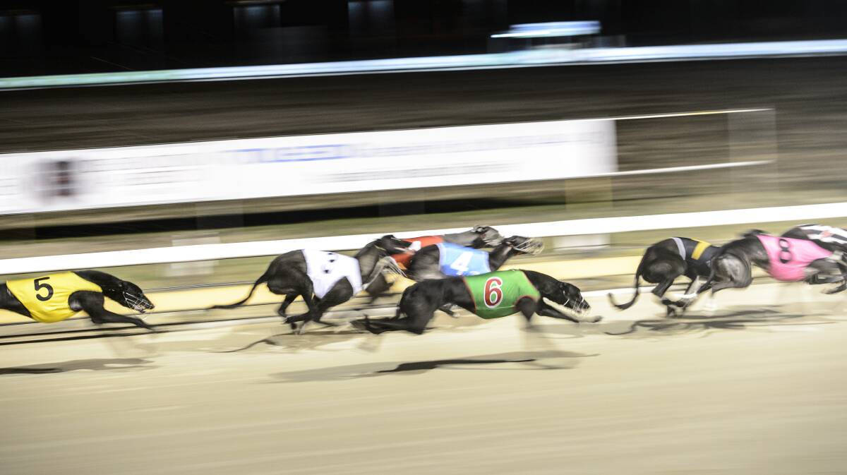 Greyhounds race in Canberra. Photo: Sitthixay Ditthavong