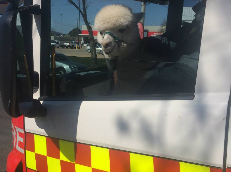 TO THE RESCUE: Hercules the alpaca was happy enough to pose for a photo in the Queanbeyan fire truck. Photo: Supplied.