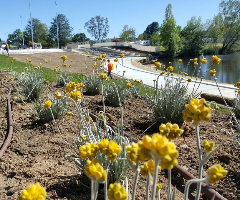 BLOOMING: The Queen Elizabeth Park upgrades as part of the CBD improvements stage 2 are almost complete, with the reopening to occur in December. Photo: Supplied.