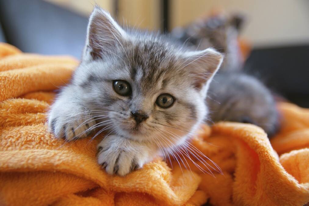 KITTEN RESCUE: RSPCA ACT has high rehoming rate. Photo: ThinkStock.