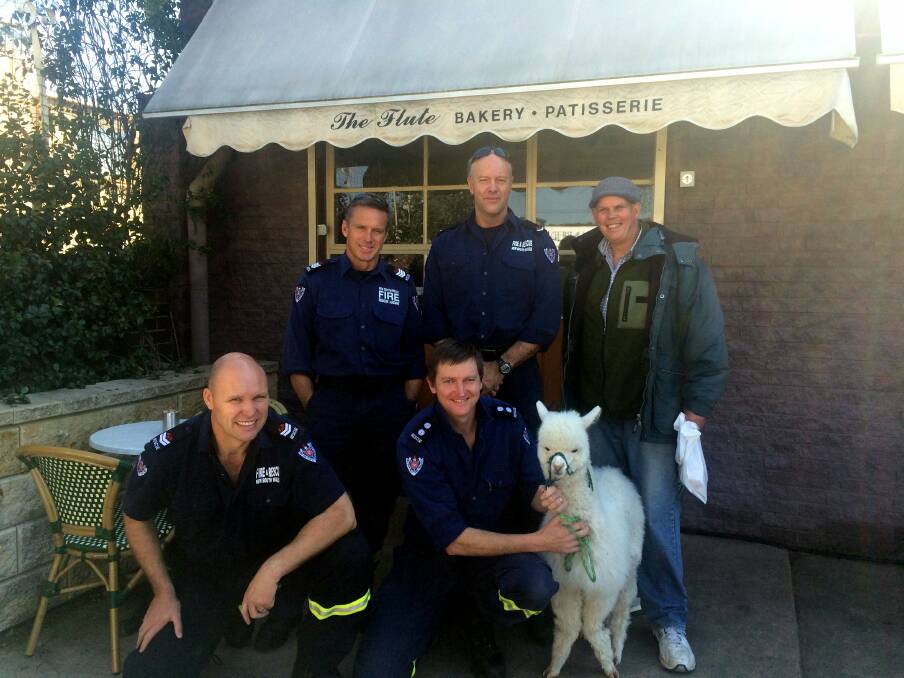 TO THE RESCUE: Hercules the alpaca with owner Nils Latzke and the Queanbeyan Fire and Rescue, who had a tough few weeks. Photo: Supplied.