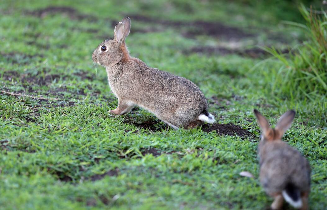 PESTS: Rabbit poisoning will be undertaken in Queanbeyan. 