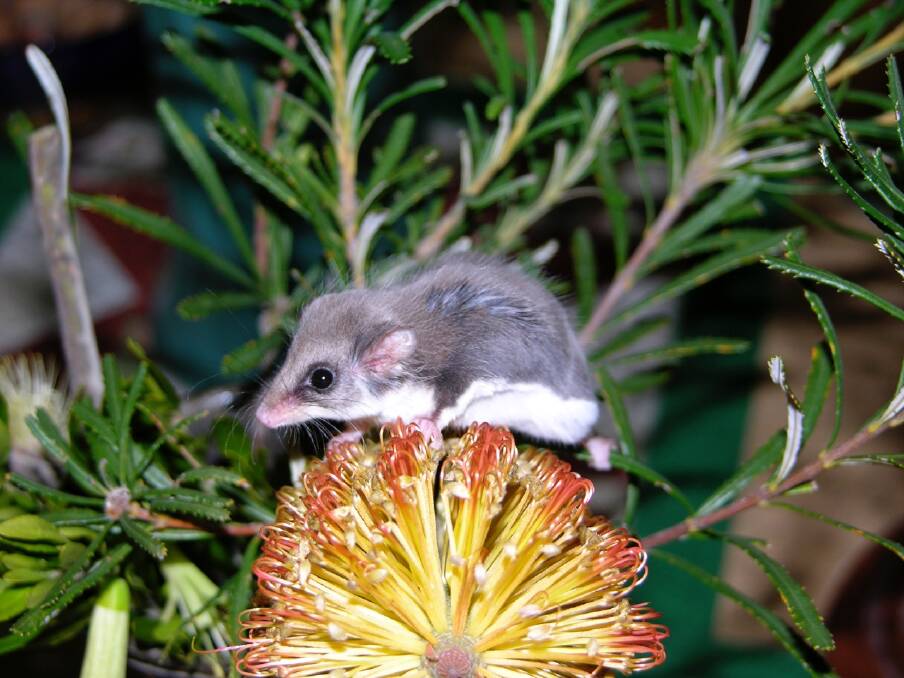 FIREWOOD WARNING: A Feathertail glider, similar to one found in firewood in Burra. 
