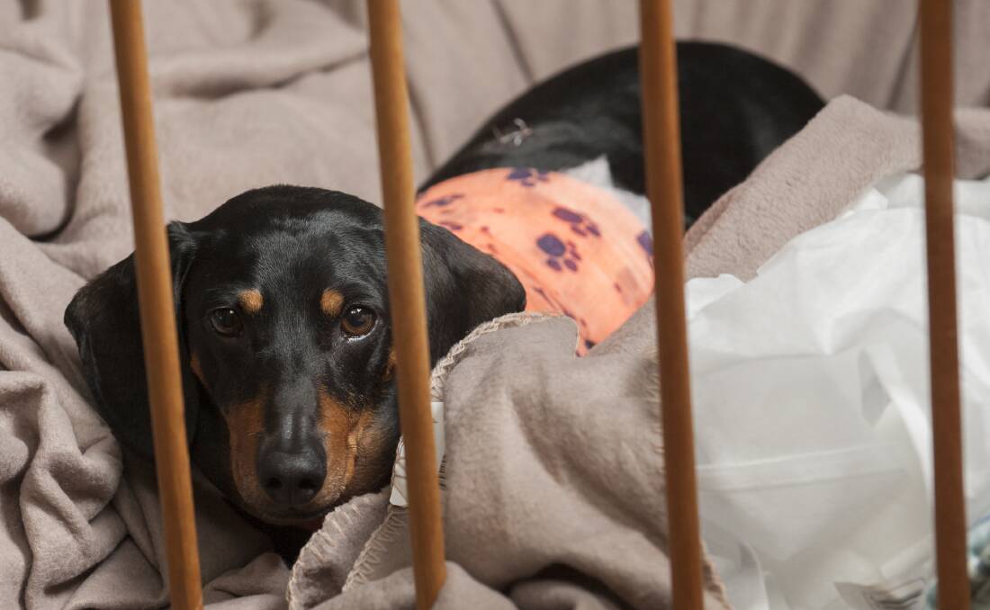 RECOVERING: Dachshund Digger and his owner, Brendon Cotterill, were attacked by a dog while walking in Queanbeyan. They both ended up in emergency. Photo: Elesa Kurtz.