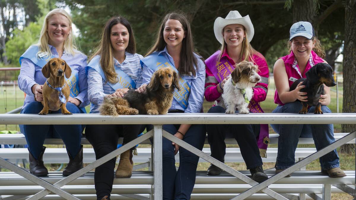 DACHSHUND RACES: Bungendore Showgirls Ashley Meyer-Dilley, Steph Davies, Hanna Darmody and Laura Worden with youth ambassador Georgia Kinnane-Fort with Dachshunds Thomas, Toffee, Rufus and Smudge who will be competing in races. Photo Elesa Kurtz