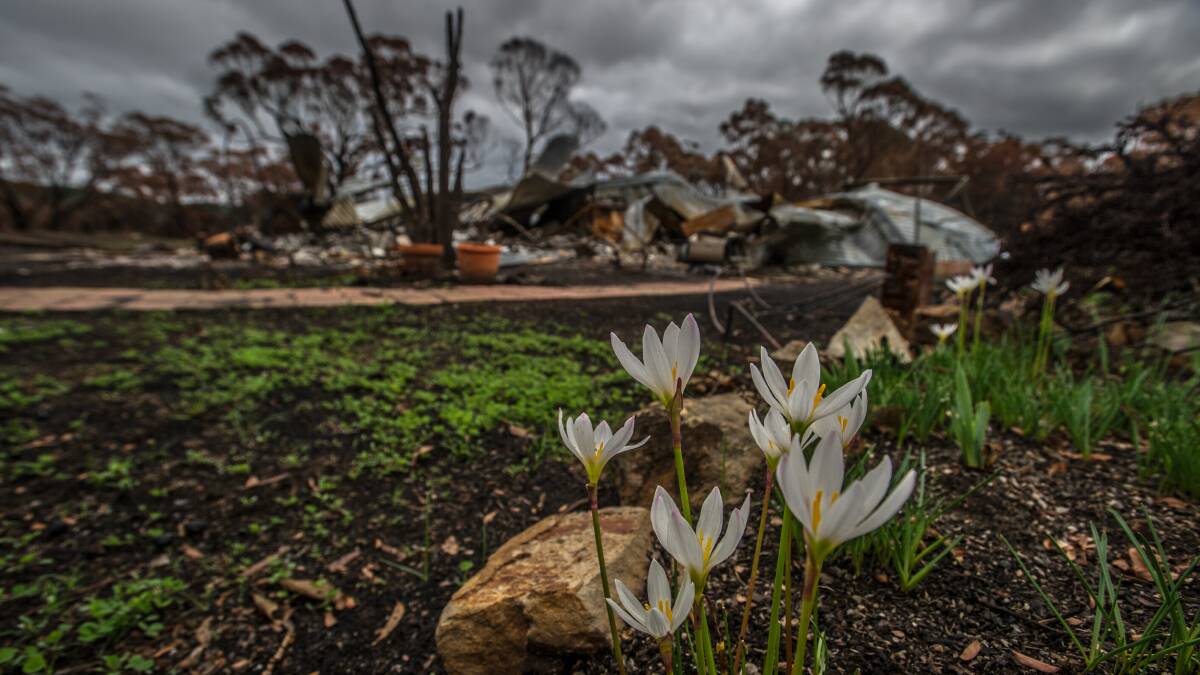 Regeneration in Carwoola after the bushfires. Photo: Karleen Minney