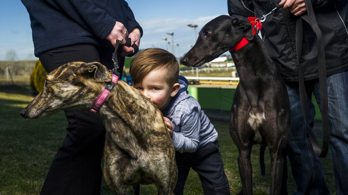 ACT Government has announced a ban on all greyhound racing in Canberra. Zayden 3, with greyhounds Bindi and Liz. Photo: Dion Georgopoulos