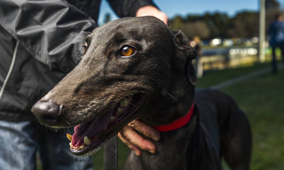 GREYHOUNDS IN QUEANBEYAN: Could racing be held our side of the border following the ACT Government's ban. Photo: Dion Georgopoulos.