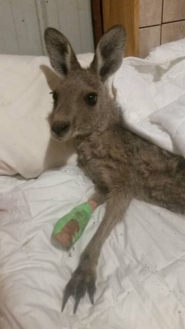 FIRE CASUALTY: Eastern grey kangaroo, named Fairy, recovering from burns to her limbs.