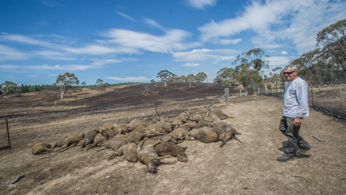 FIRE: Fred Kuhn on his Mount Fairy property with some of the sheep that perished in the recent fires. Photo by Karleen Minney.
