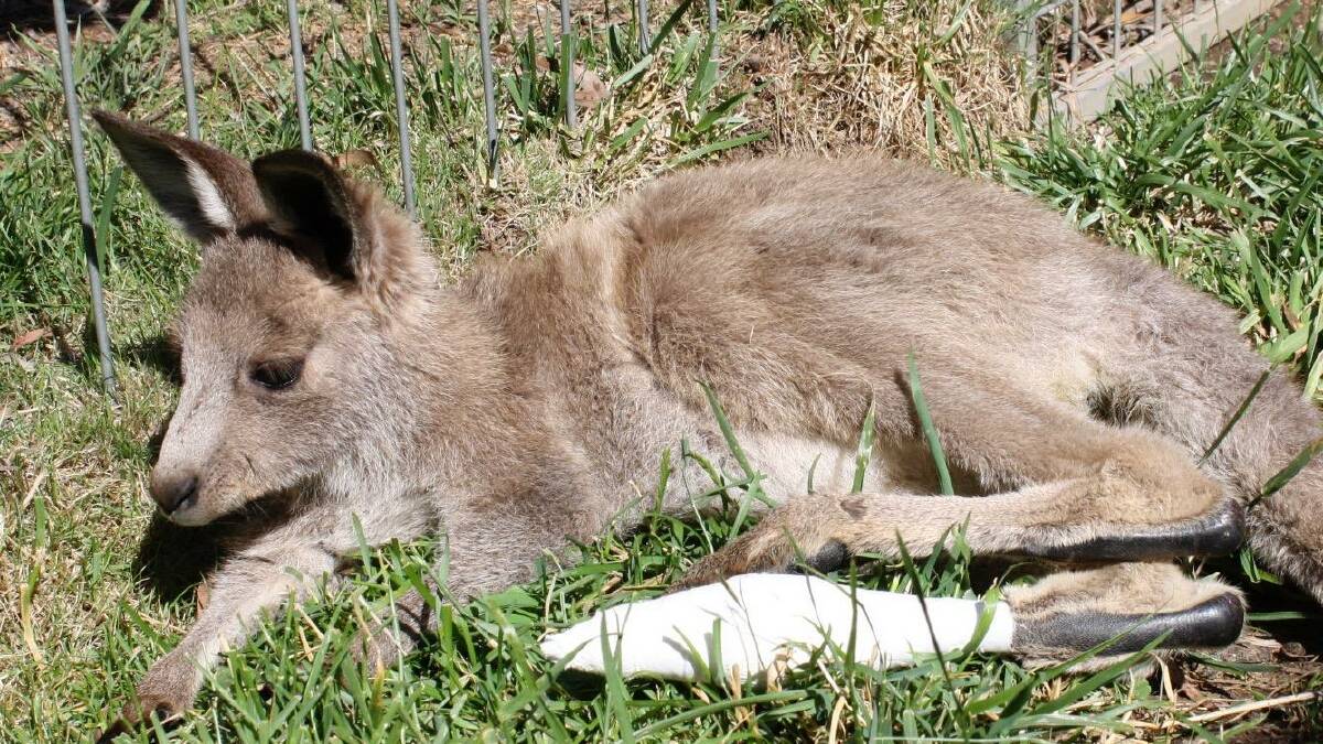FIRE CASUALTY: Eastern grey kangaroo recovers from injuries after the recent fires.