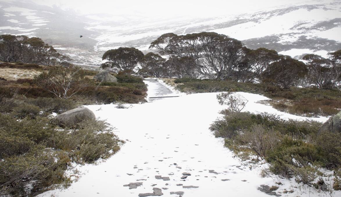 The men were caught in Kosciuszko National Park. Photo: Andrew Meares