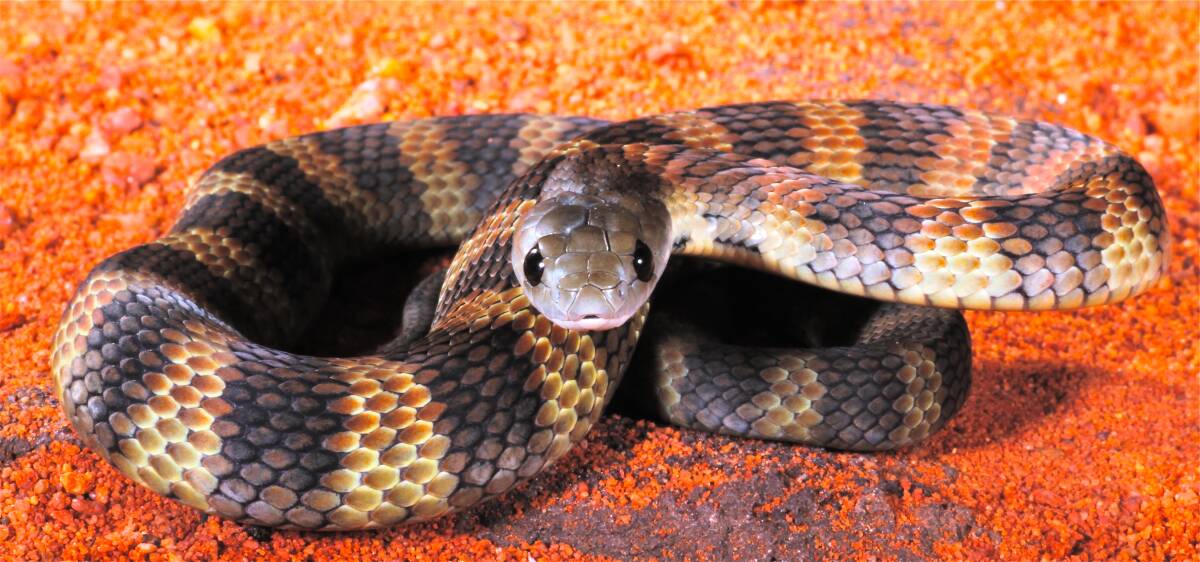 Be aware of an increase of snakes around during the summer. Photo: NSW Health