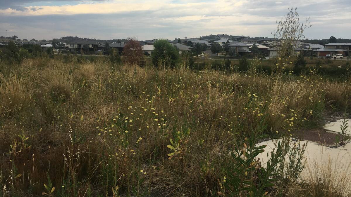 Weeds growing in Googong. Photo: Supplied