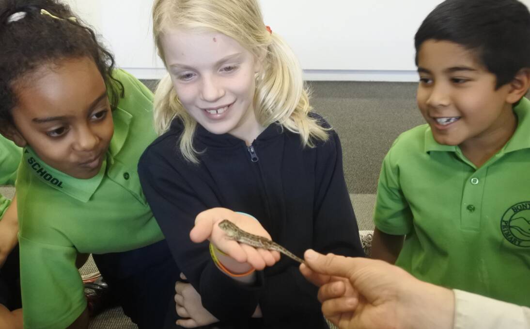 First-hand look: Year 3 and 4 students from Bonython Primary School getting a glimpse of the rare grassland earless lizard. Photo: Andrew Brown