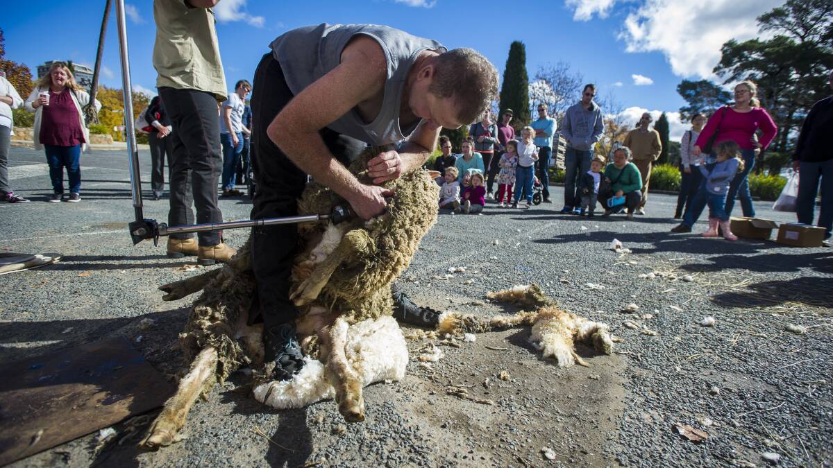 Shearing display: Ian Elkins giving Canberrans a taste of what shearing a sheep is like. On average, he can shear more than 120 sheep per day. Photo: Dion Georgopoulos