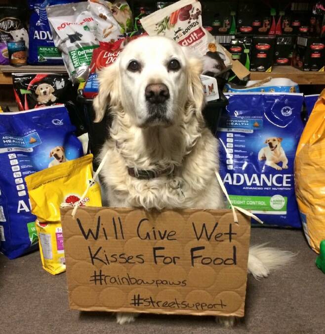 Animal support: Gracie the golden retriever calling for donations as part of Rainbow Paws' winter appeal. Photo: Supplied