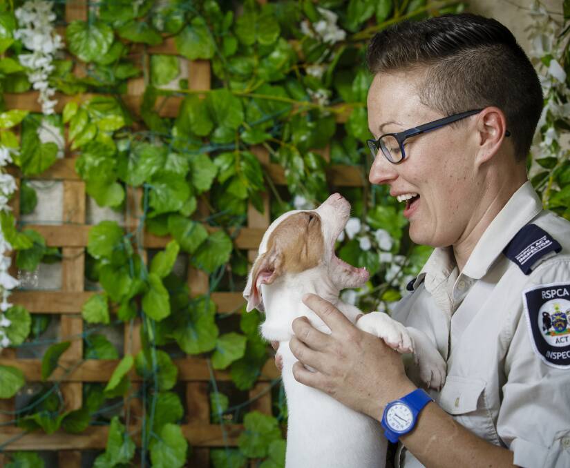 Surge in calls: RSPCA ACT inspector Zoe Roberts with seven-week-old puppy Legato. Photo: Sitthixay Ditthavong