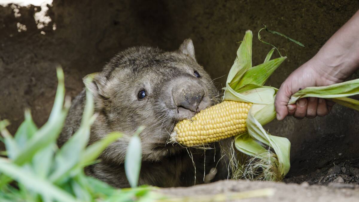 Birthday celebrations: Winnie the wombat celebrating her 31st birthday at the National Zoo and Aquarium. Photo: Sitthixay Ditthavong