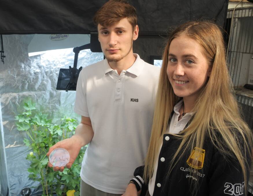 Ready for release: Agriculture students Jack McCallion and Georgia Horne with the caterpillars that will be set onto the cotton. They will be monitored for several weeks as part of the experiment. Photo: Andrew Brown