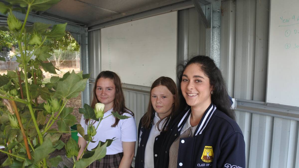 Watching it grow: Students Amber Smith, Audrey Plumb and Teliha Russell with the school's GM cotton crop. Photo: Andrew Brown