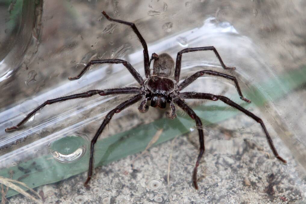 PET PROBLEMS: While there are many other kinds of animals the RSPCA will take in and re-home, harmless native spiders are not one of them. Photo: Greg Totman.