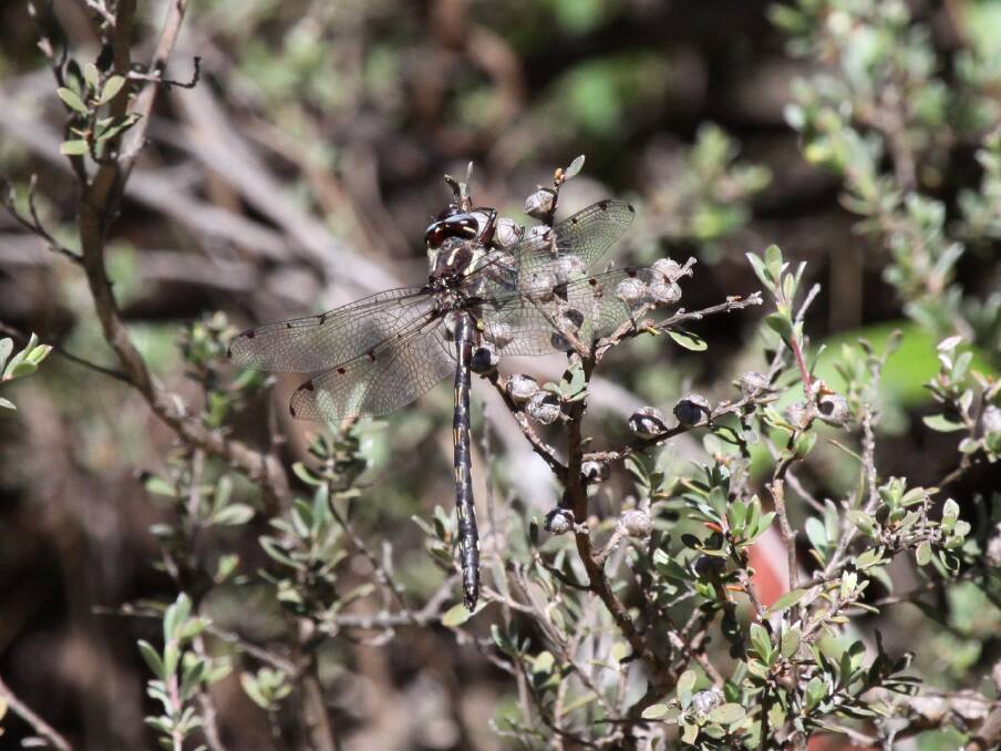 HIDING IN PLAIN VIEW: The elsuive Alpine Red Spot Dragonfly was spotted recently in the mountains of Namadgi National Park.