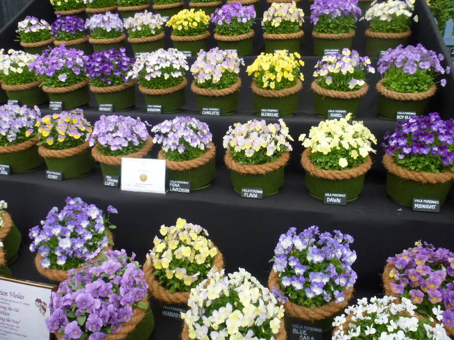 POTS OF COLOUR: The colour range of the genus Viola is large enough to suit most personal taste, as this pretty selection from the 2015 Chelsea Flower Show demonstrates.