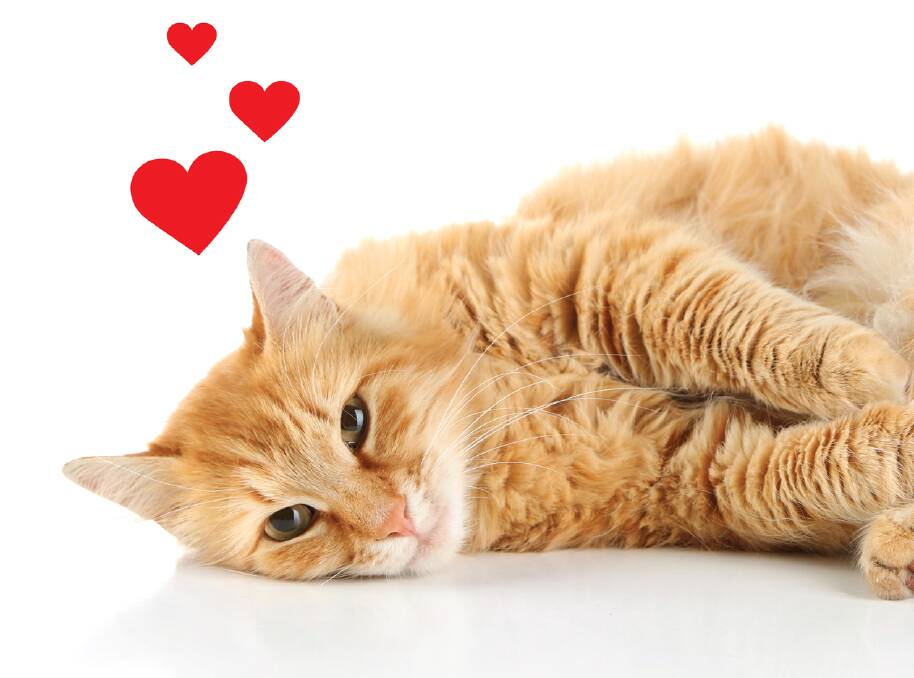 LOOKING FOR LOVE: Your furry friend may have more on their mind than just catnip, so take advantage of next month's free desexing. Photo: supplied.