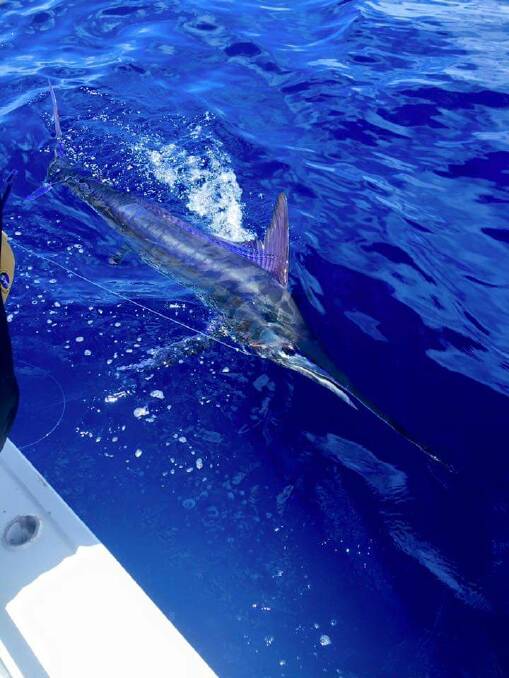 Eden is the pick of the coast for striped marlin.
