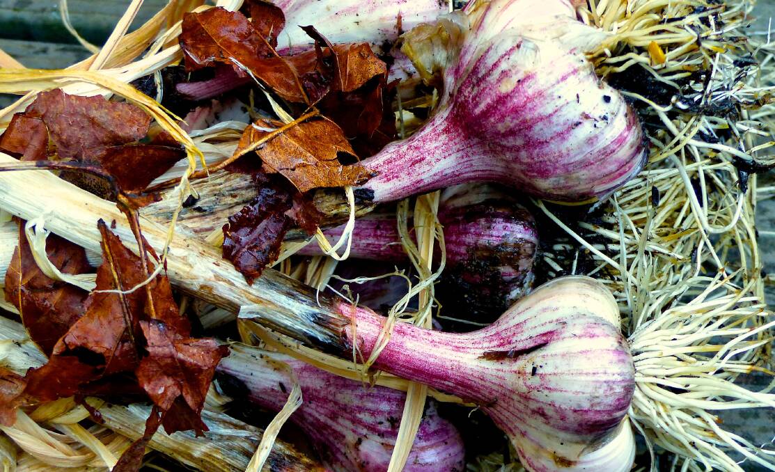 USEFUL: You can eat it (of course) but the Greeks and Romans also used garlic for its therapeutic qualities - one Roman naturalist prescribed garlic for more than 60 separate ailments.
