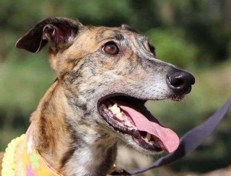 GENTLE GIANTS: Dime was recently adopted from RSPCA ACT. The recently passed legislation will mean better lives for dogs like her.