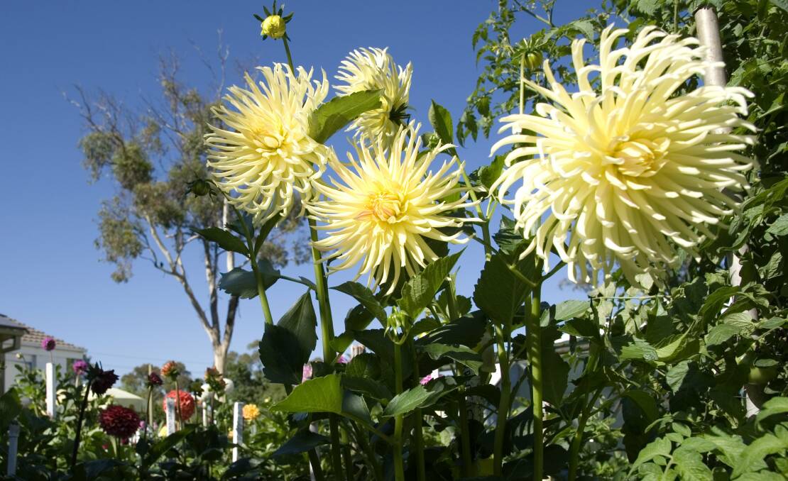 SUNNY BLOOMS: Cactus dahlias are among the summer bulbs that require a little more organic matter, but most only need friable soil and a little weeding. Photo: Elesa Lee.