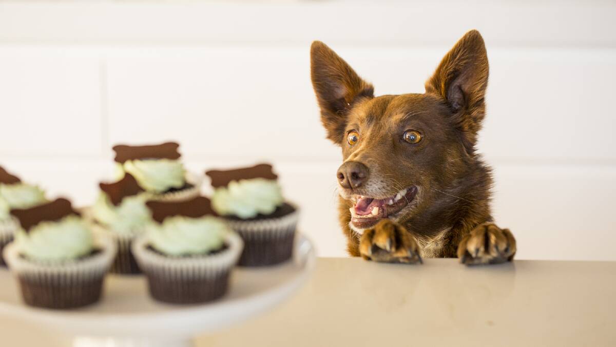 ONE BITE: Peanut the dog isn't the only one whose mouth is watering at the thought of the RSPCA's Cupcake Day, to be held on August 21. Photo: supplied.