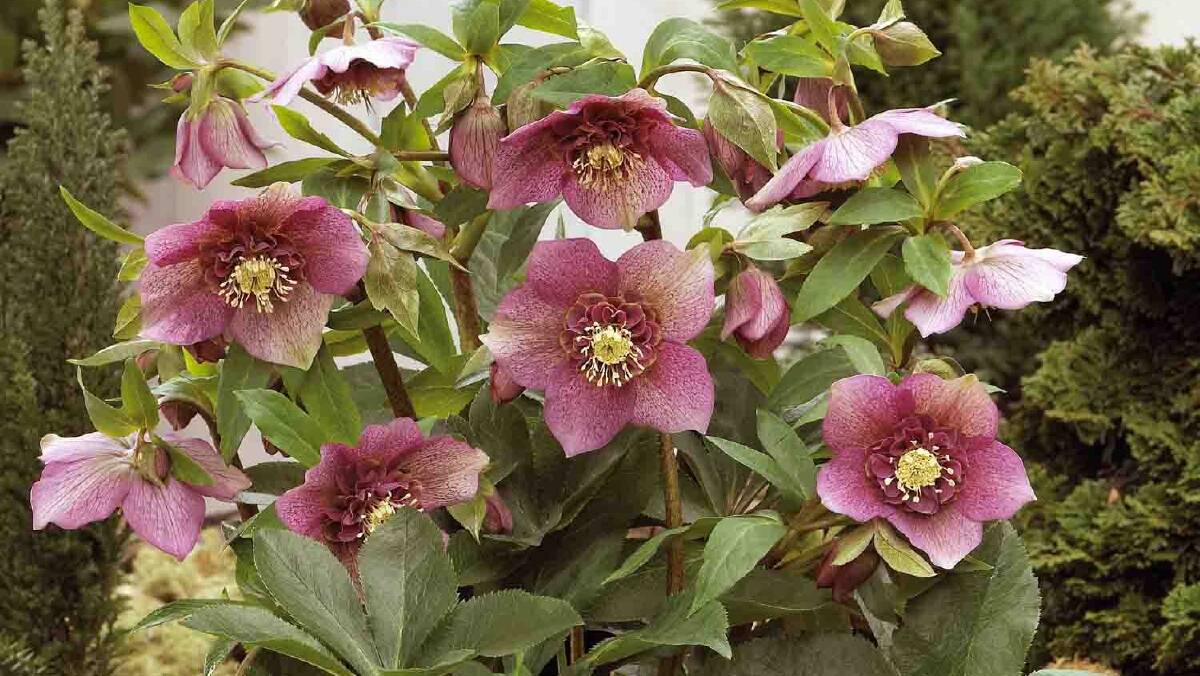 PRETTY IN PINK: Helleborus 'Tutu' - to maintain consistent colour, divide roots after flowering anytime through to early autumn. Photo: supplied.