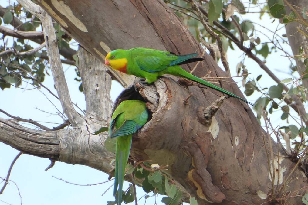 DISAPPEARING HABITAT: Digital cameras have snapped millions
of images of wildlife, but experts need your help to sort through them. The superb parrots' future may rely on it. Photo: Laura Rayner