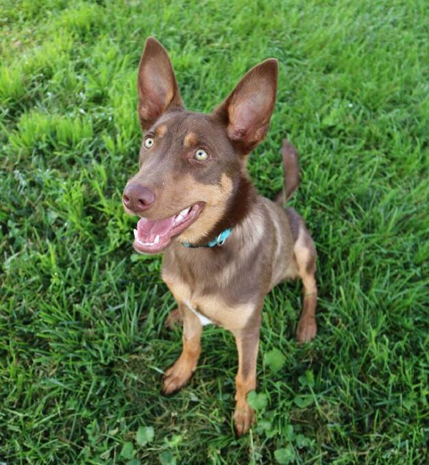THOSE EYES: You would never guess that this sweet and energetic kelpie had open heart surgery at six months of age. Eli is now available for adoption.