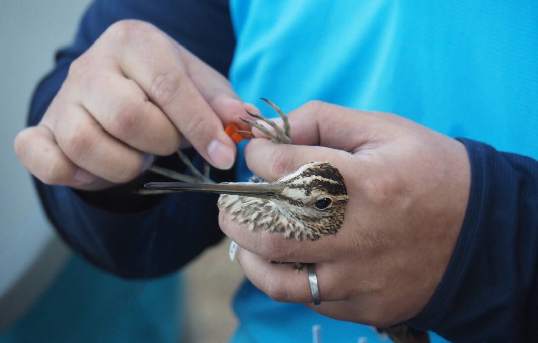 KEEPING TRACK: A Latham's Snipe is tagged in Canberra's Jerrabombarra Wetlands, as part of an international project to track their migratory habits. Photo: supplied.