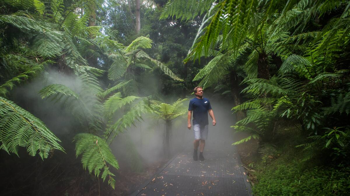 SHADY PLACES: David Taylor, curator of the living collection at the Australian National Botanic Gardens, takes a walk in the Rainforest Gully. Photo: Karleen Minney.