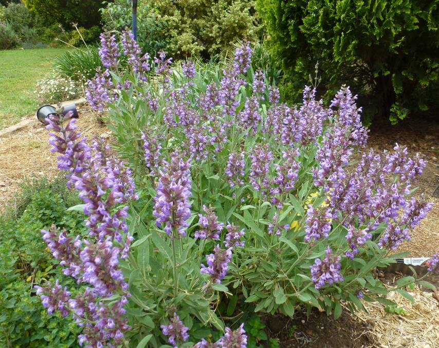 HEALING PROPERTIES: There are 900 varieties of Salvia (sage) and they vary in every way, from size and shape to colour and fragrance, but all are useful.