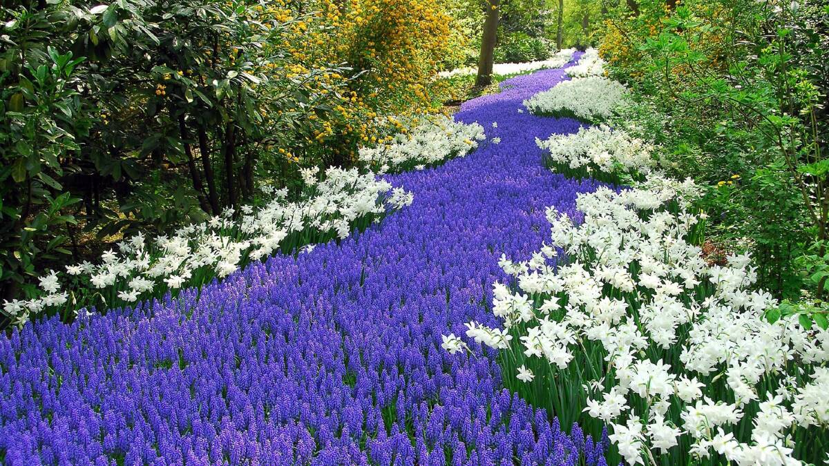PURPLE HAZE: Bulk-purchasing bulbs of grape hyacinth is economical, and worth it for the stunning display that will increase each year.