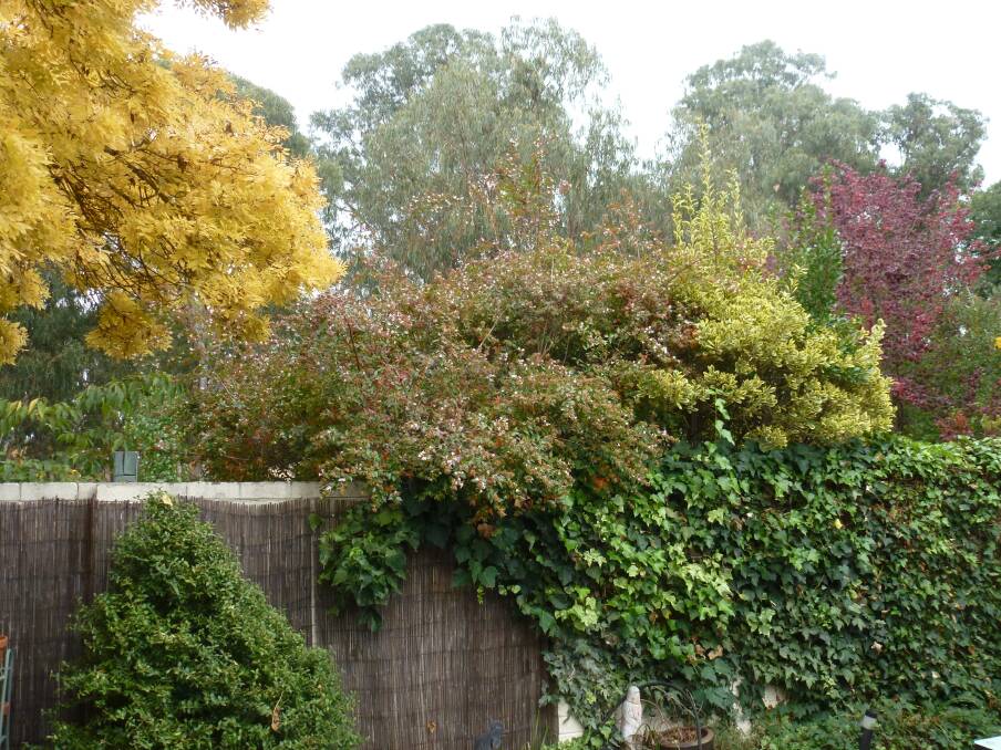 AUTUMN CHORES: In this picture, there are four autumn gardening jobs that need to be done. Can you pick them? Photo: supplied.