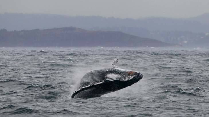 A Humpback Whale breaches off Sydney's Northern Beaches Photo: Dallas Kilponen