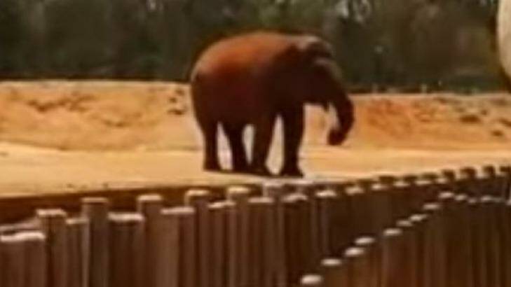 A witness filmed the moments after the elephant threw a rock that struck a girl at the zoo in Morocco.  Photo: Jadid247/YouTube