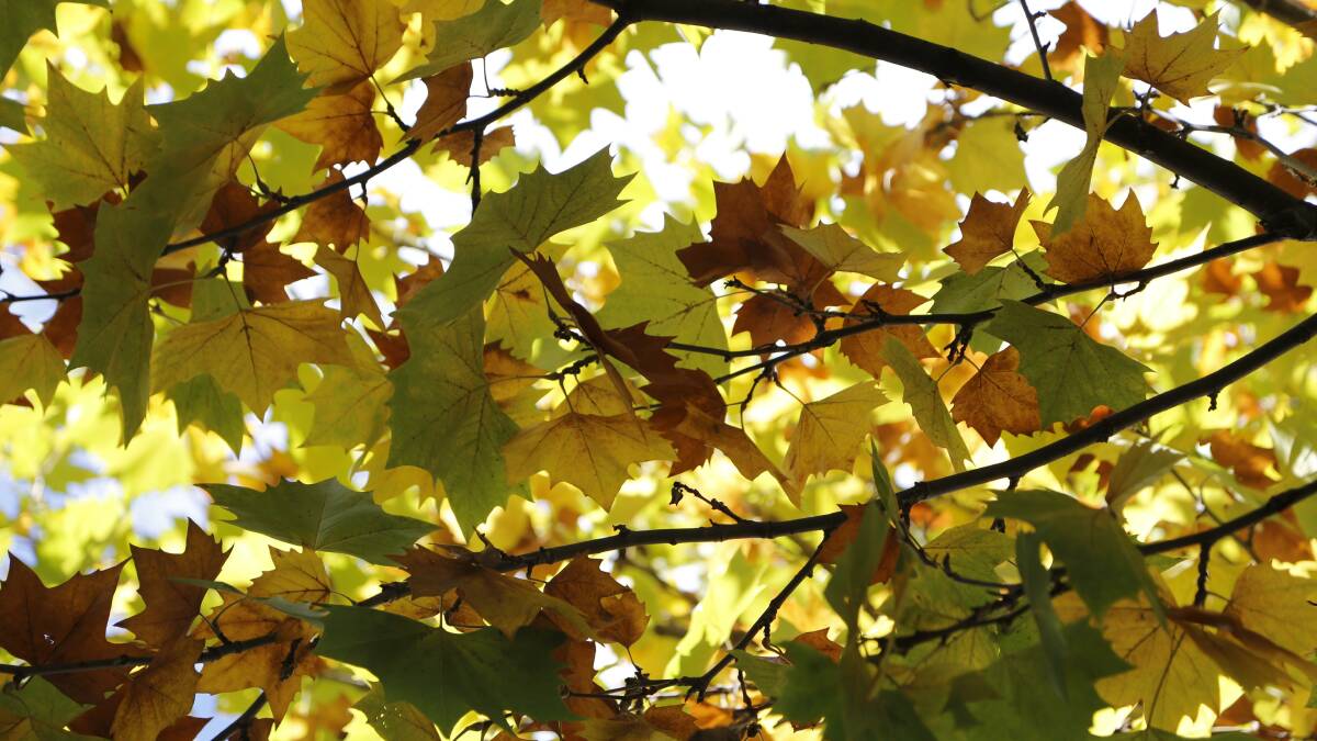 There's plenty of pictures on social media documenting Autumn in Queanbeyan. Why don't you submit your photos into our 'Colours of Autumn' Competition? Full details on our website. 